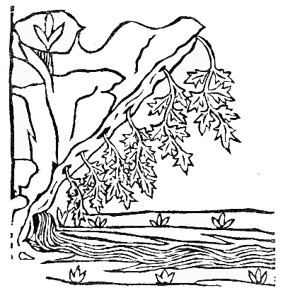 Text-fig. 75. “Capillus Veneris” = Maidenhair Fern [Arnaldus de Villa
Nova, Tractatus de virtutibus herbarum, 1499].
