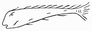 Illustration: Fig. 50.&mdash;Symbolical Fish.