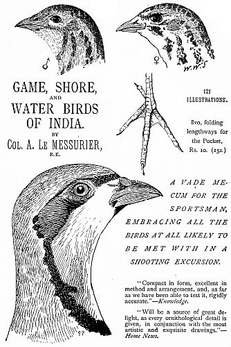 GAME, SHORE,
AND
WATER BIRDS
OF INDIA.

BY
Col. A. Le MESSURIER,
R.E.

121
ILLUSTRATIONS.

8vo, folding
lengthways for
the Pocket,
Rs. 10. (15s.)

A VADE MECUM
FOR THE
SPORTSMAN,
EMBRACING ALL THE
BIRDS AT ALL LIKELY TO
BE MET WITH IN A
SHOOTING EXCURSION.