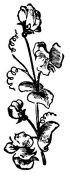 [Text decoration not available.]