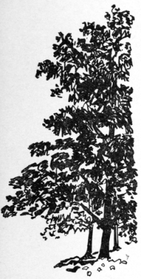 A tree