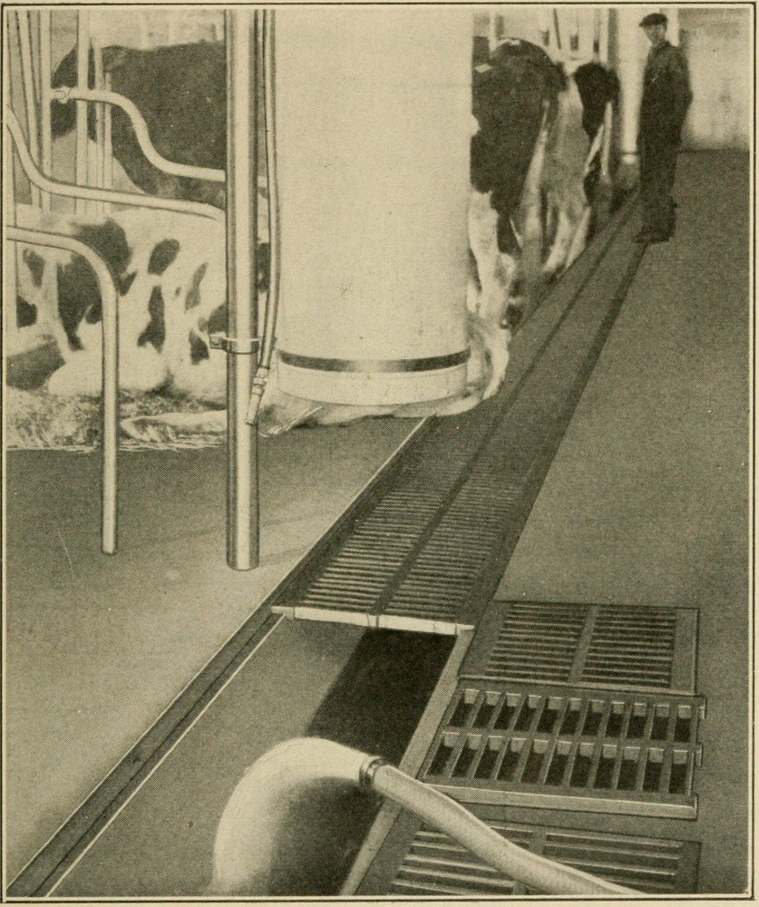 Showing the gutter behind the cows with some of the
grates removed