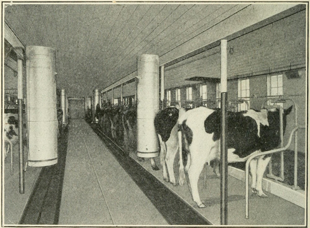 Interior of the barn showing large ventilating flues. At
the side of the room are the air-intakes