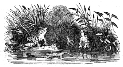 Frogs