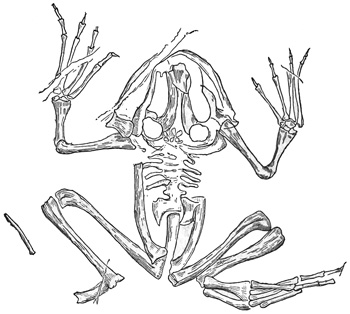 Fig. 314.
