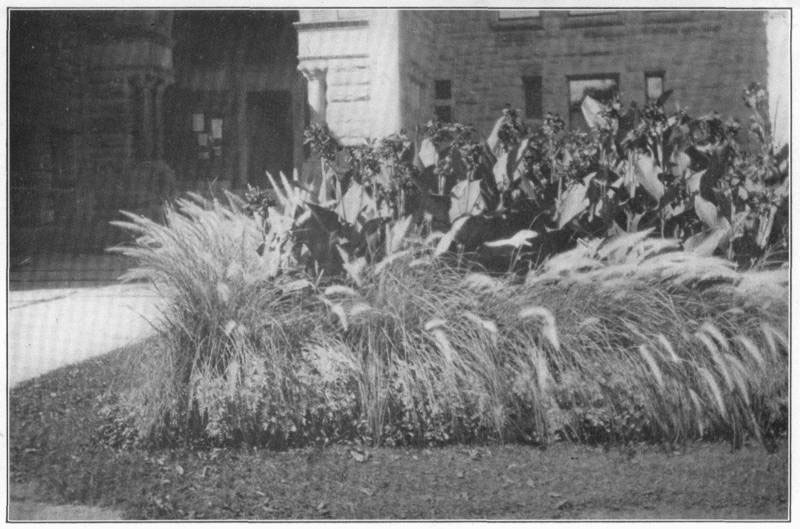 V. A subtropical bed. Center
of cannas, with border of _Pennisetum longistylum_ (a grass) started in late
February or early March.