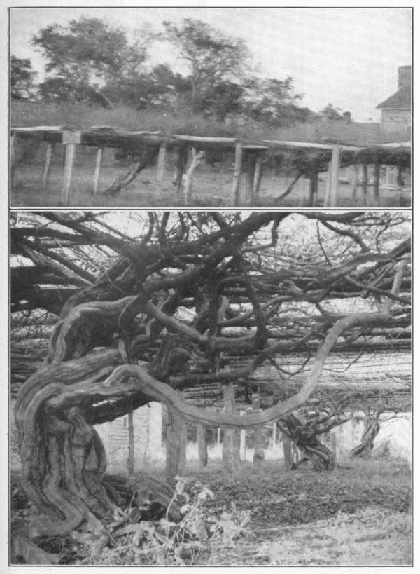 XV: Scuppernong grape, the
arbor vine of the South. This plate shows the noted scuppernongs on Roanoke
Island, of which the origin is unknown, but which were of great size more than
one hundred years ago.
