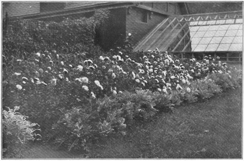 XVI: The flower-garden of China asters with border, one
of the dusty millers (_Centaurea_).