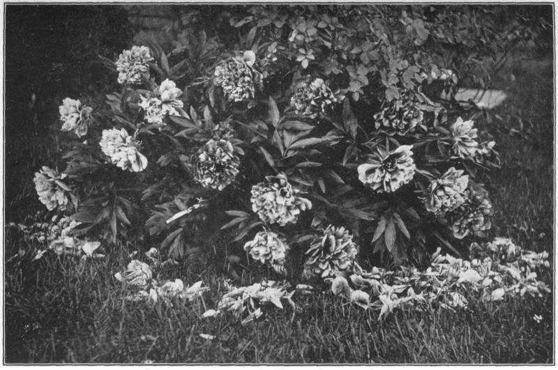 XVII. The peony. One of the
most steadfast of garden flowers.