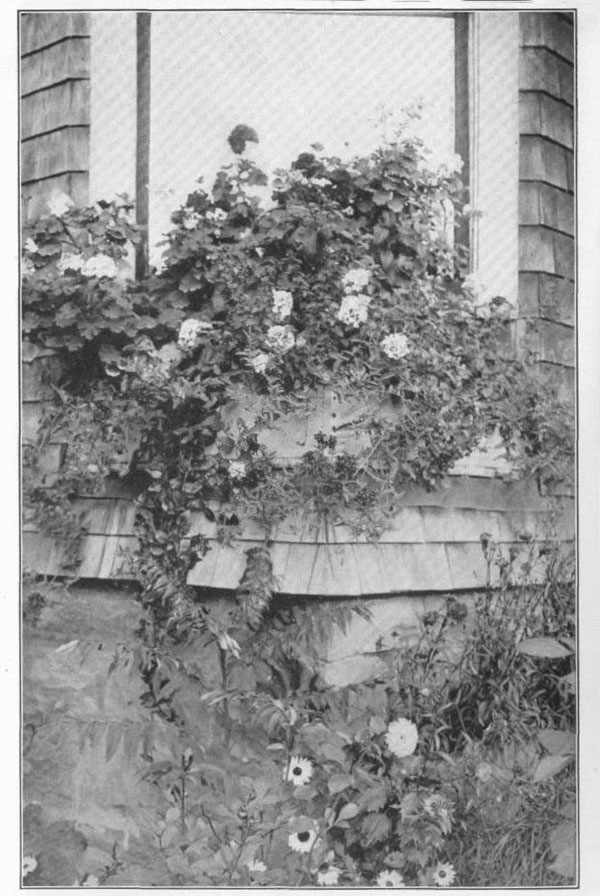XX. A simple but effective
window-box, containing geraniums, petunias, verbenas, heliotrope, and vines.